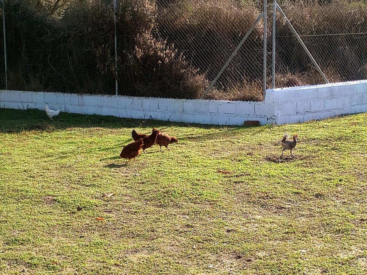 Casa De Campo Los Manueles Ideal Perros Pet Friendly Gojar Екстер'єр фото