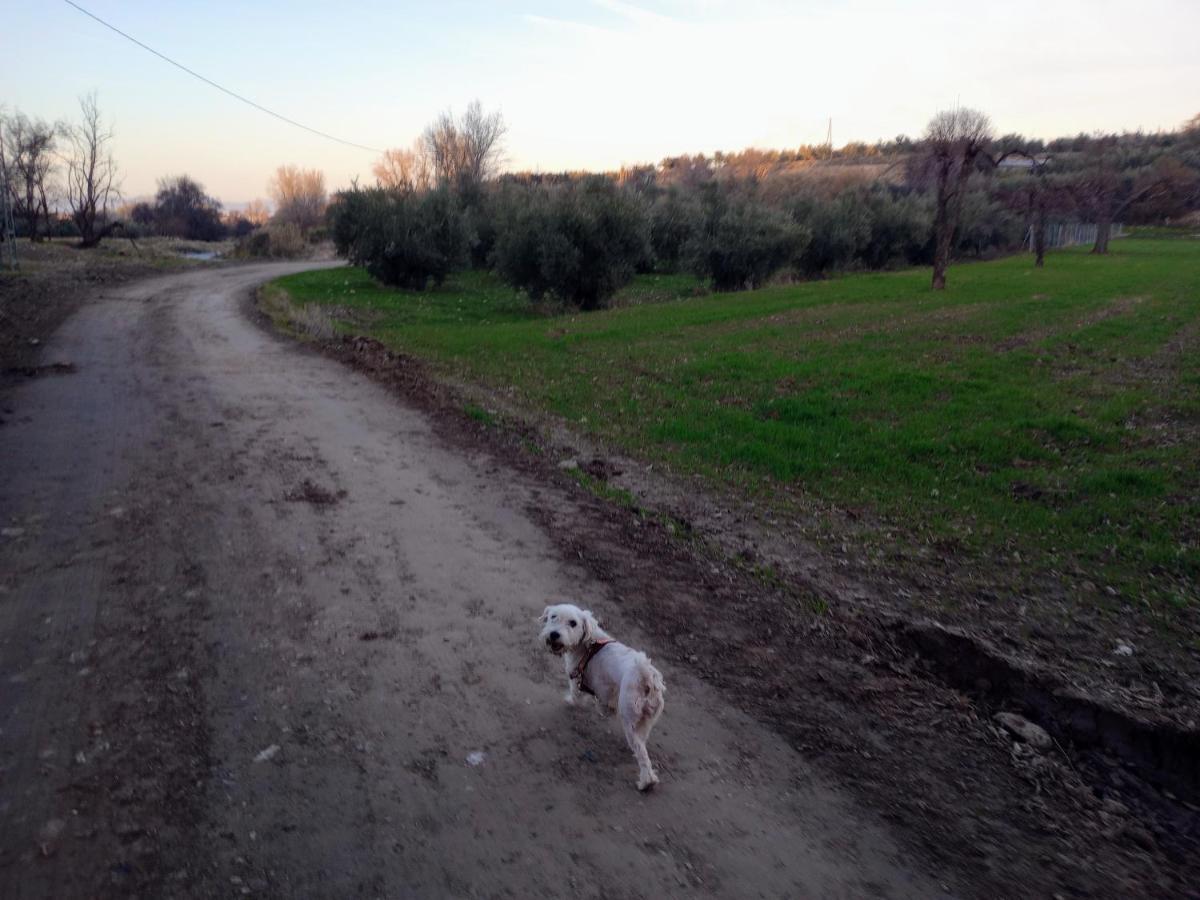 Casa De Campo Los Manueles Ideal Perros Pet Friendly Gojar Екстер'єр фото